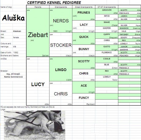 pedigree husky.JPG